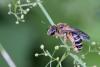 274983 – Photo : Marc Solari – France (68)